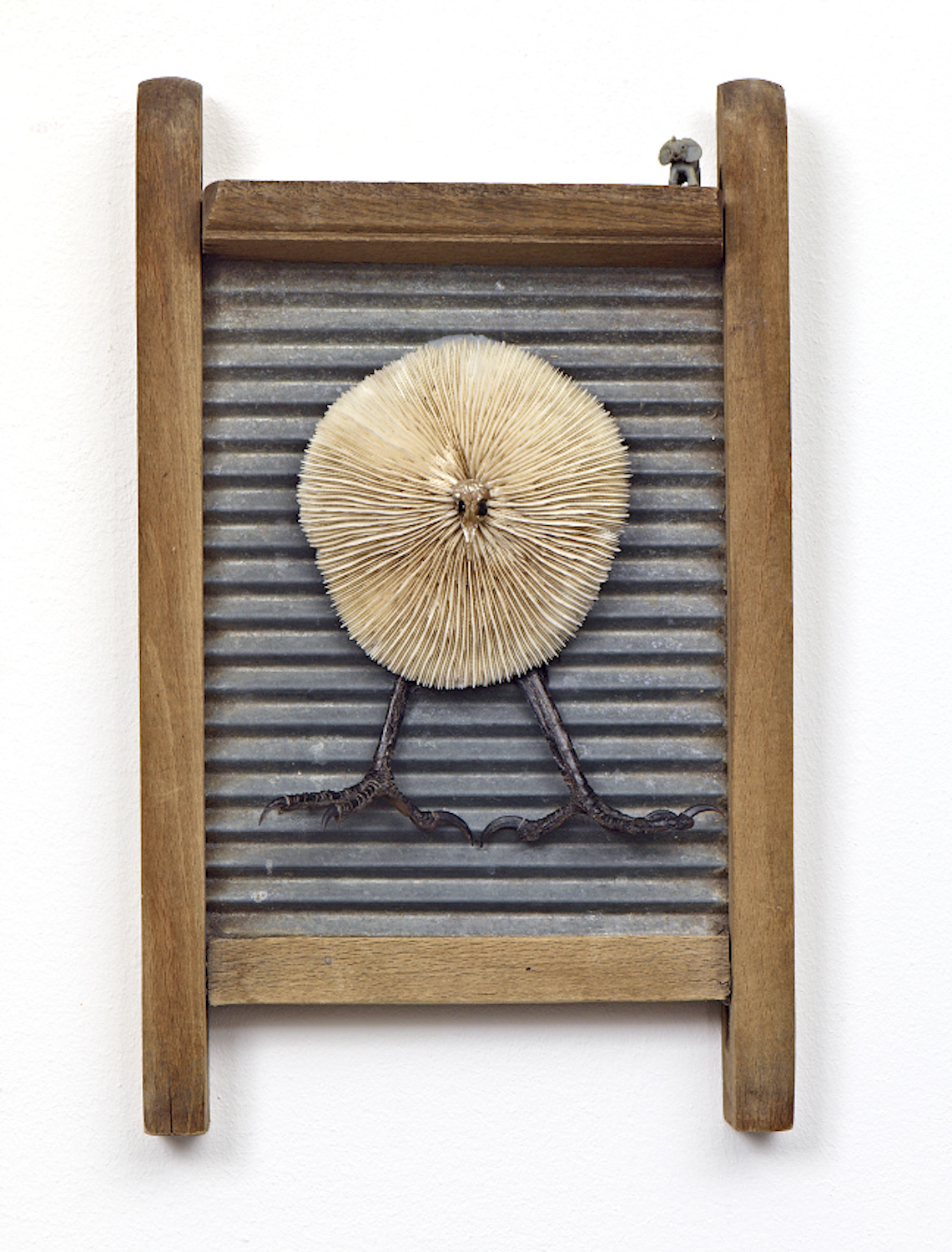 Korallenvogel a/d Serie Waschrumpel