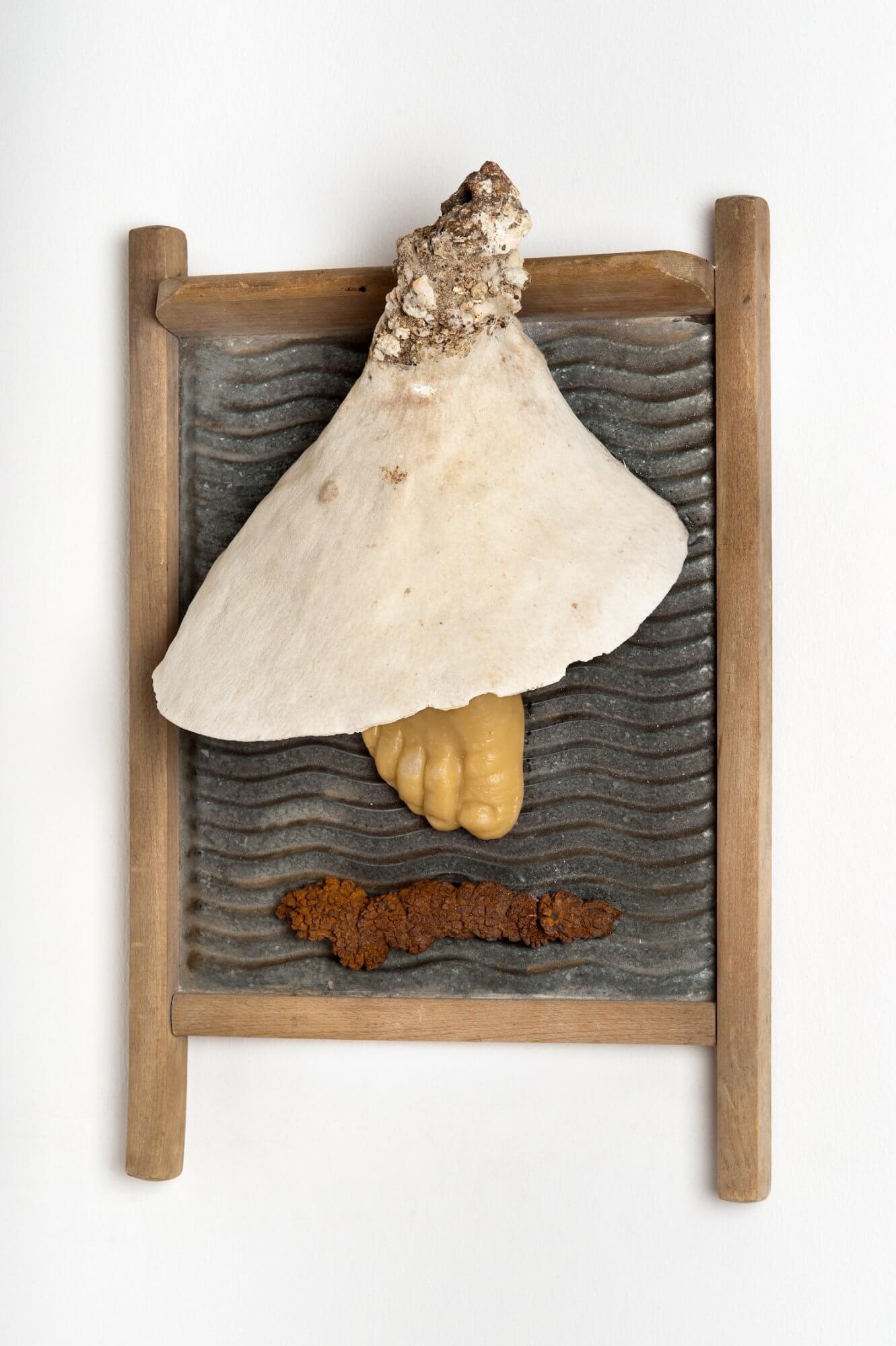 Trichter-Korallen-Hut-Füßler