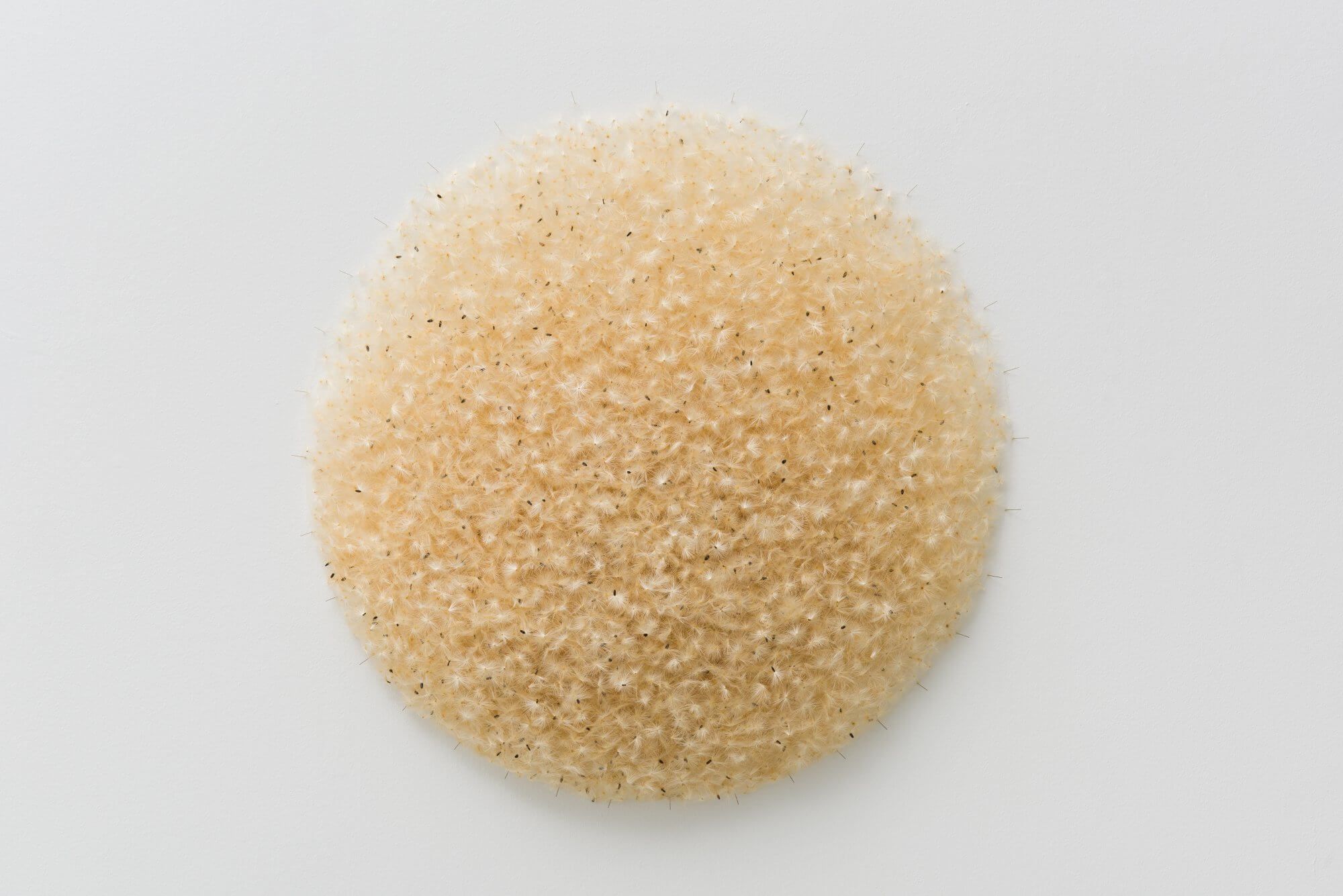 Samenwolke (Seed Cloud)