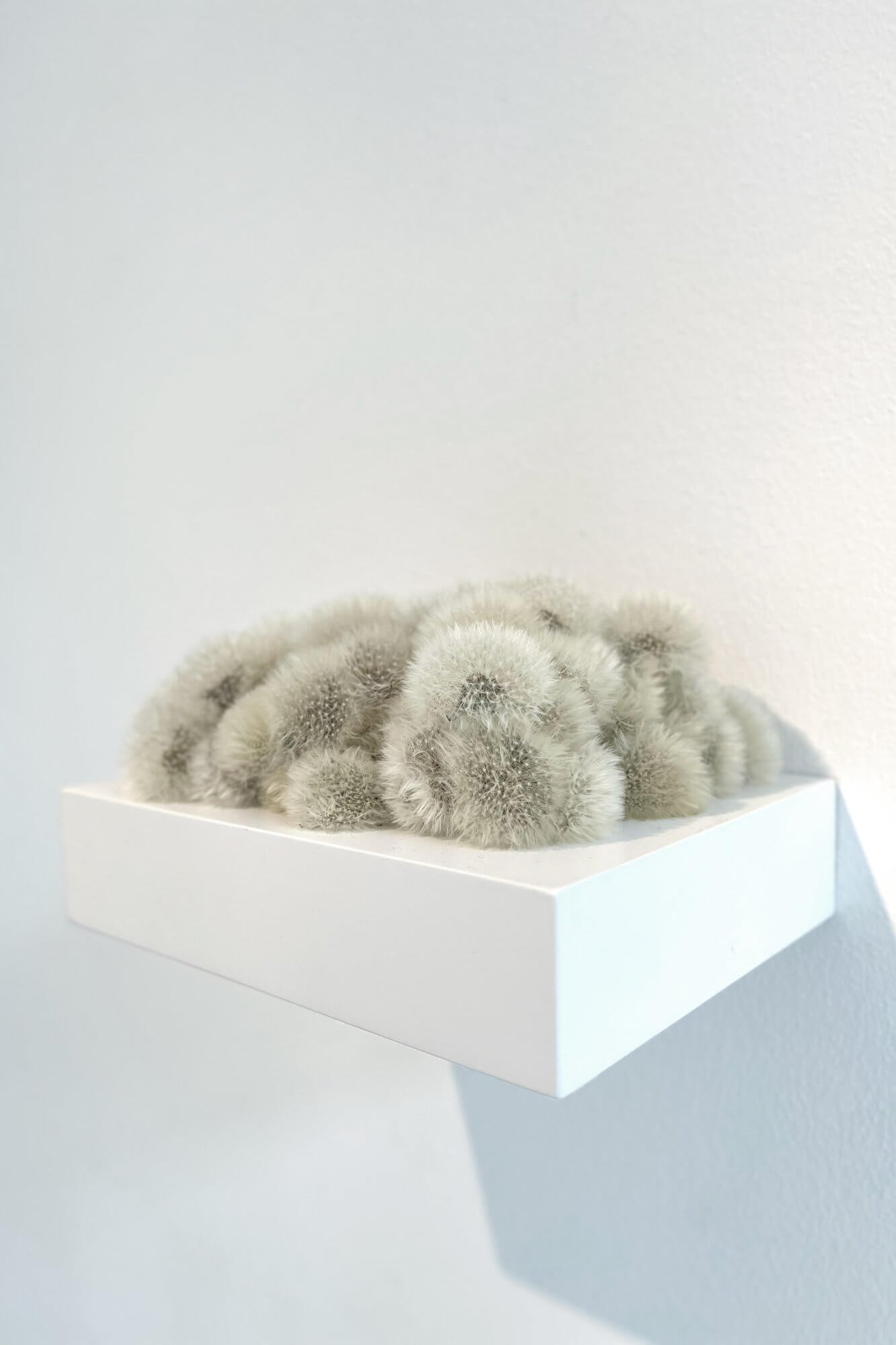 Kleines Löwenzahnkissen (Little Dandelion Cushion)