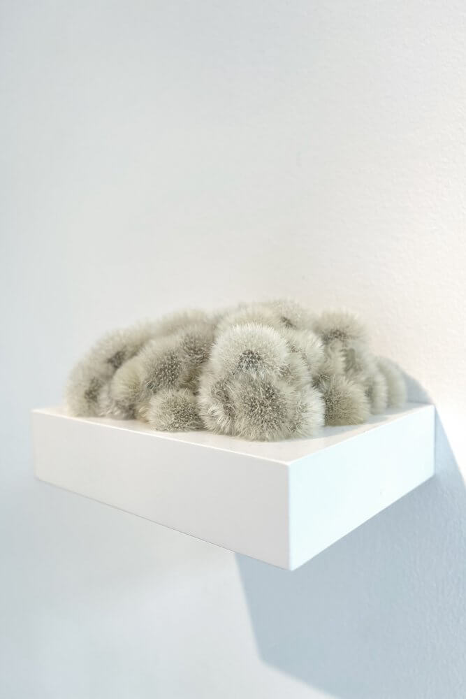 Kleines Löwenzahnkissen (Little Dandelion Cushion)